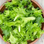 how to tell if lettuce is bad
