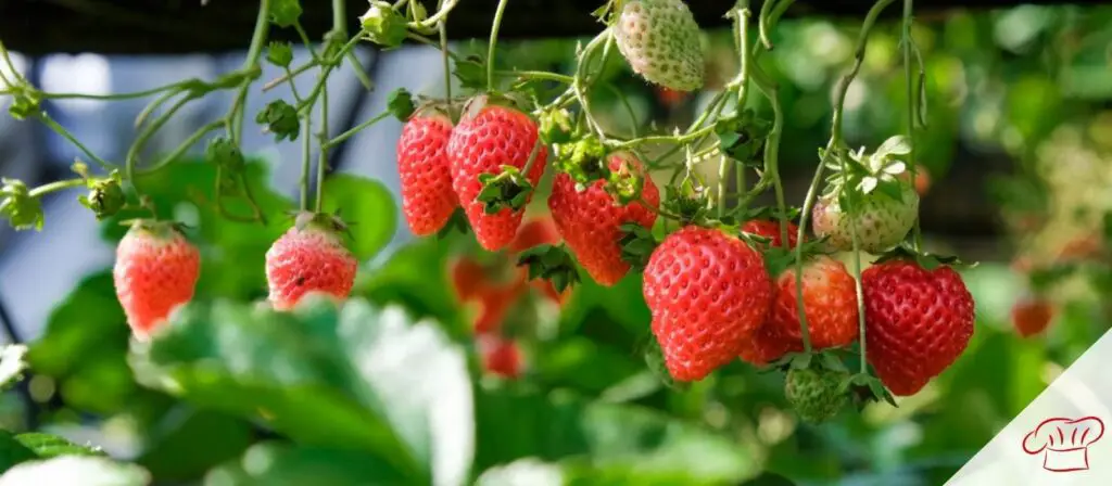 are strawberries acidic